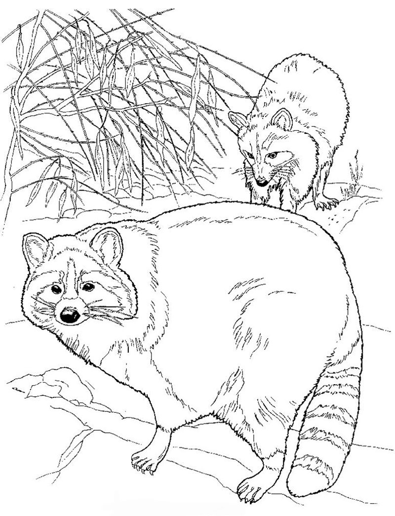 Raccoon Dog coloring #10, Download drawings