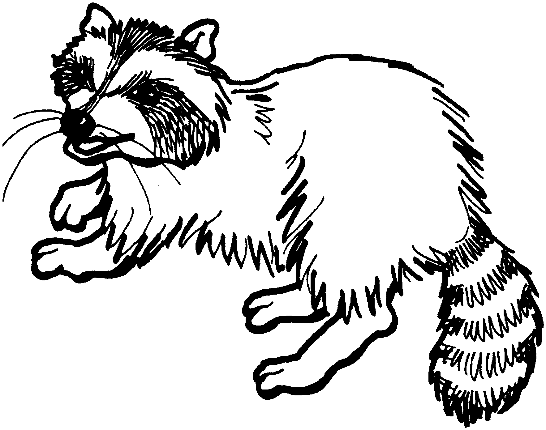 Raccoon Dog coloring #16, Download drawings