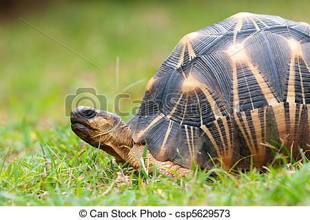 Radiated Tortoise clipart #2, Download drawings