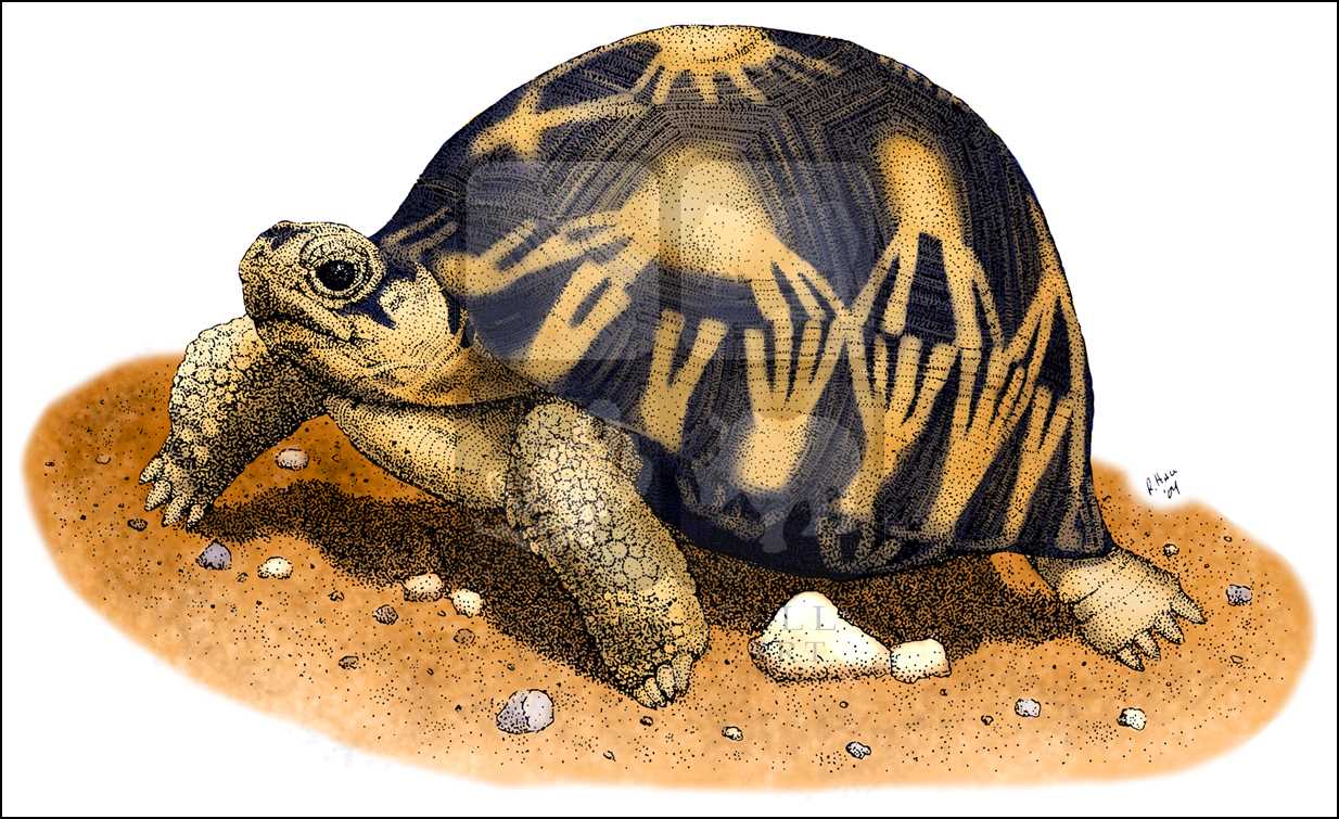 Radiated Tortoise coloring #9, Download drawings