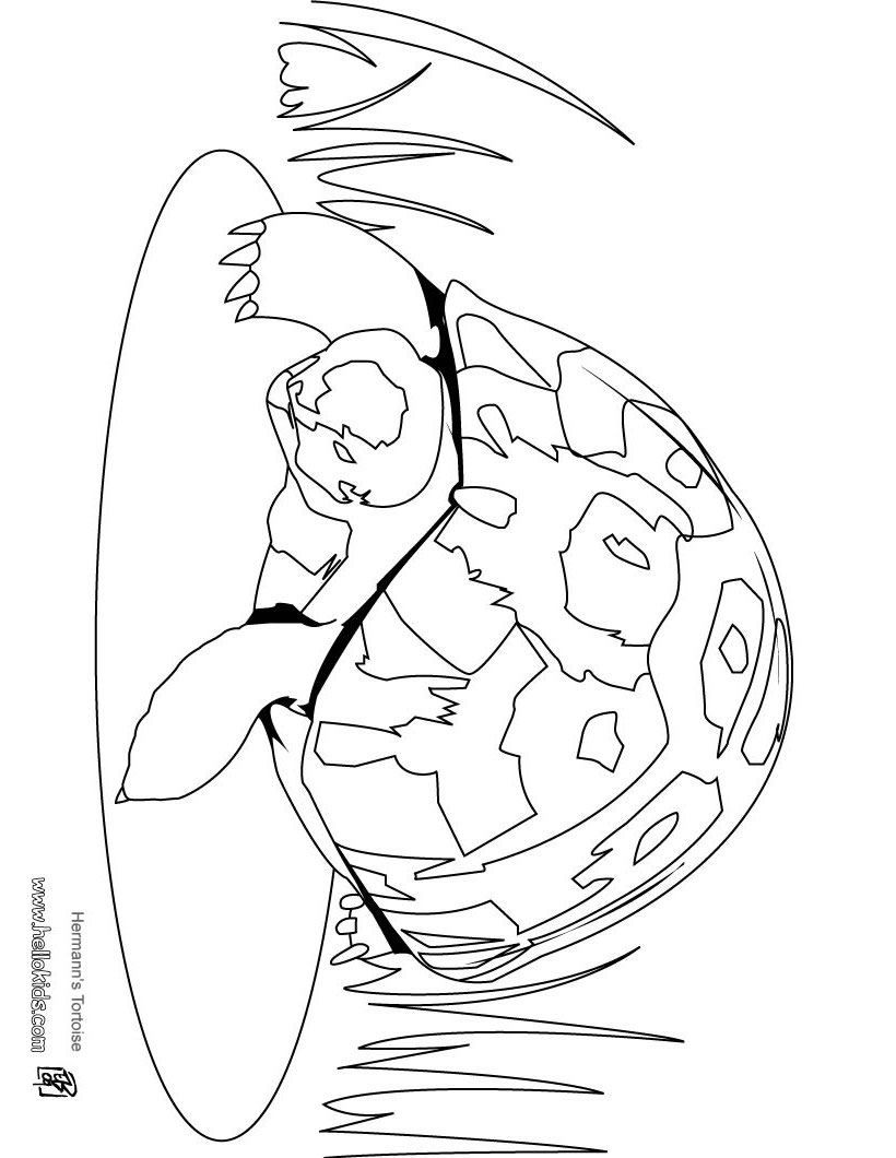 Radiated Tortoise coloring #8, Download drawings
