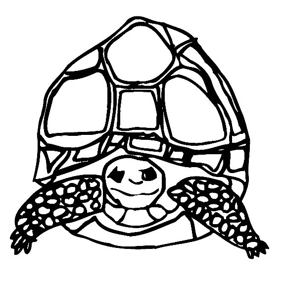Radiated Tortoise coloring #14, Download drawings
