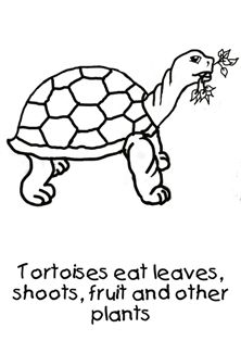 Radiated Tortoise coloring #10, Download drawings