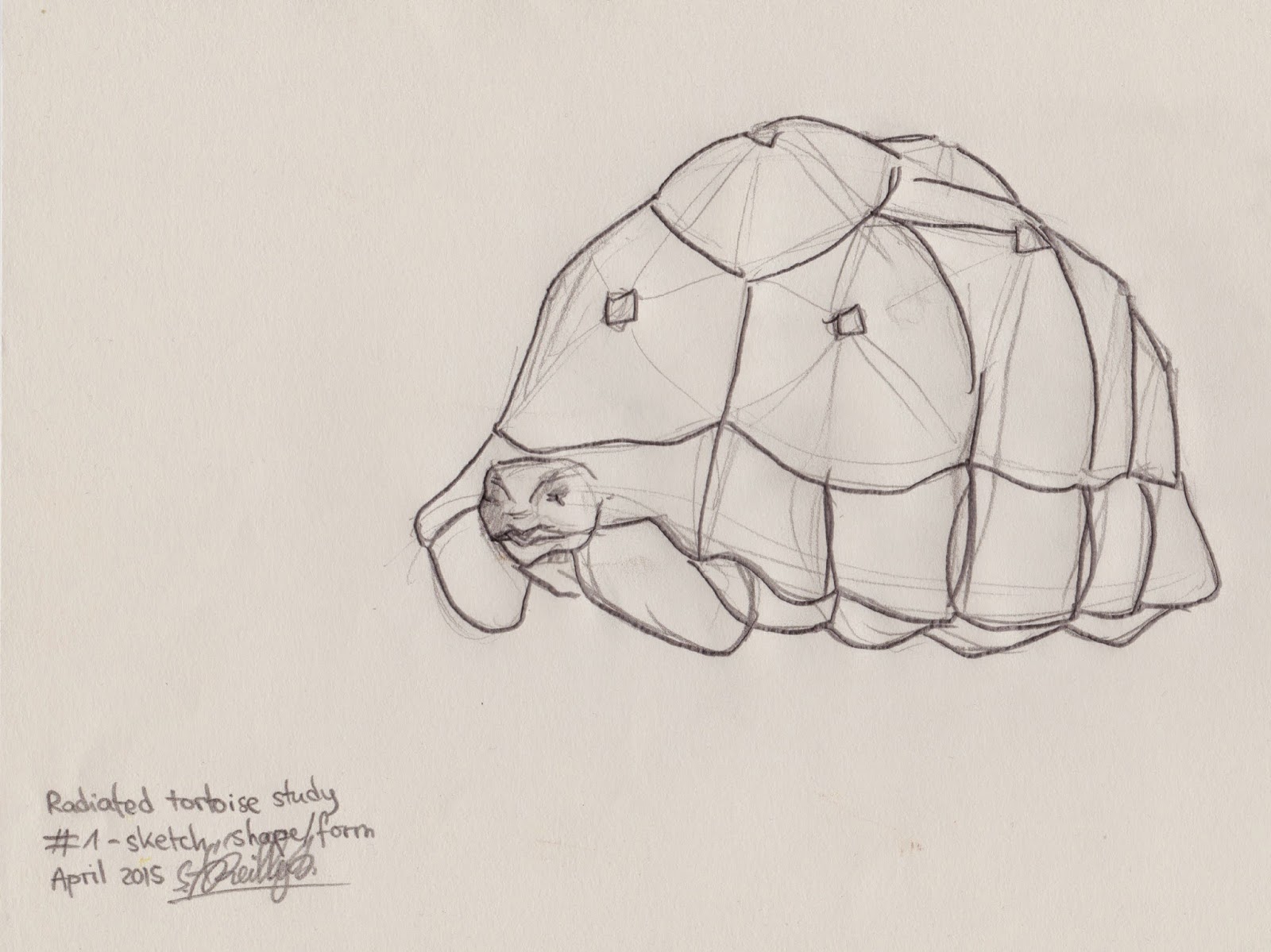 Radiated Tortoise coloring #4, Download drawings