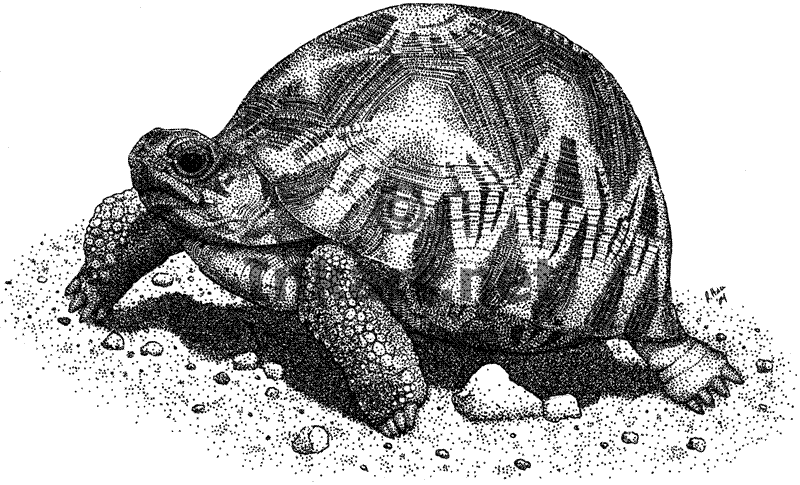 Radiated Tortoise coloring #15, Download drawings