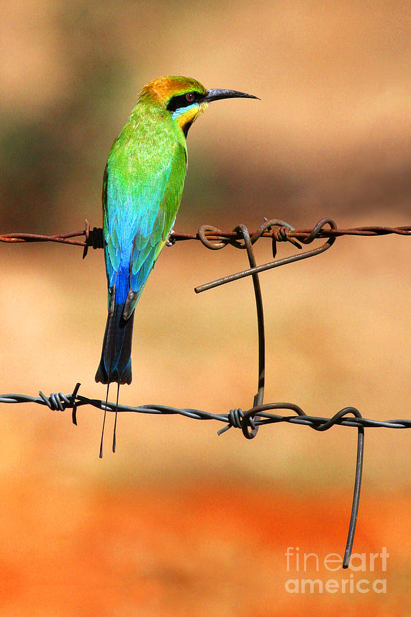 Rainbow Bee-eater coloring #7, Download drawings