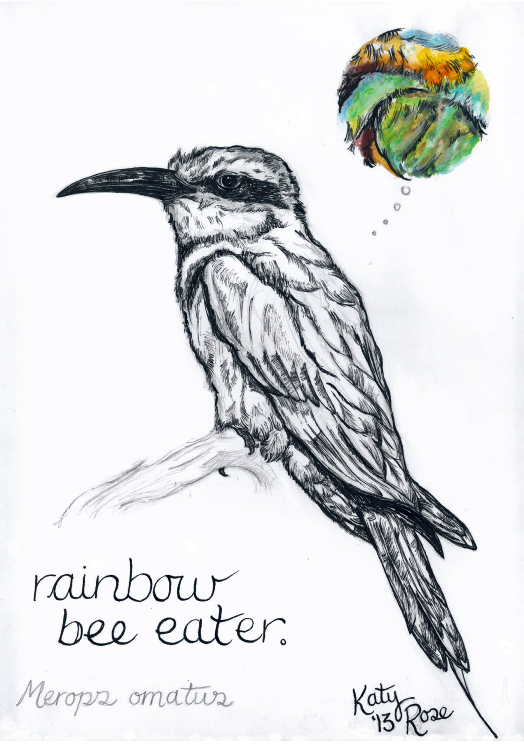 Rainbow Bee-eater coloring #10, Download drawings