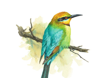 Rainbow Bee-eater coloring #15, Download drawings