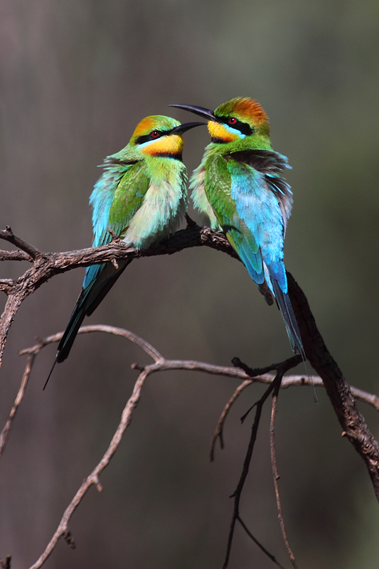 Rainbow Bee-eater coloring #12, Download drawings