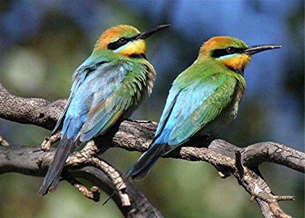 Rainbow Bee-eater coloring #5, Download drawings