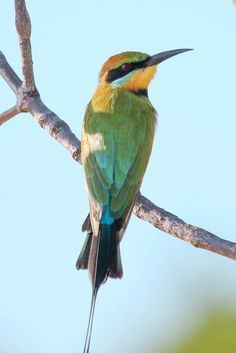 Rainbow Bee-eater svg #16, Download drawings