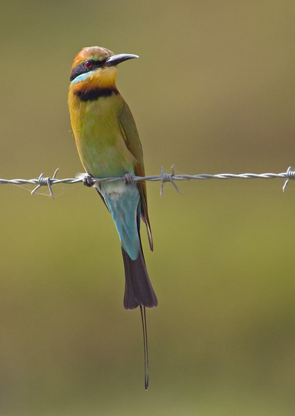 Rainbow Bee-eater svg #4, Download drawings