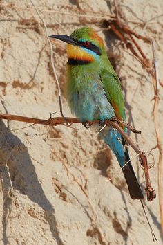 Rainbow Bee-eater svg #11, Download drawings