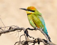 Rainbow Bee-eater svg #13, Download drawings