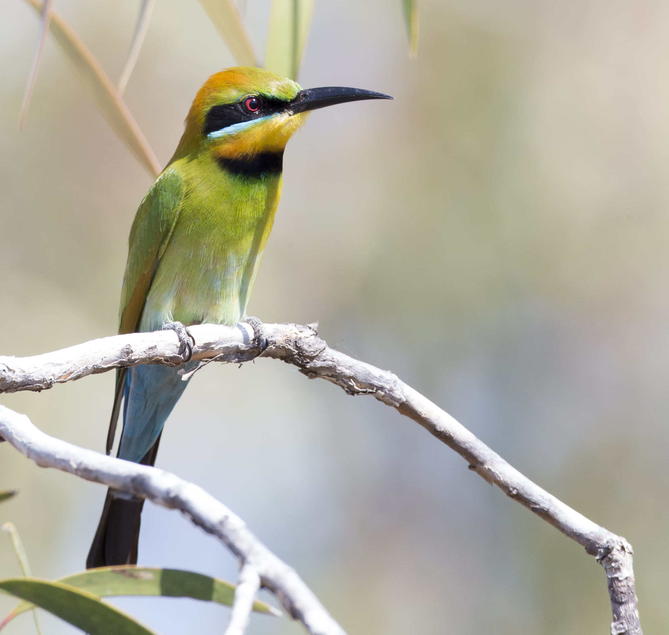 Rainbow Bee-eater svg #7, Download drawings