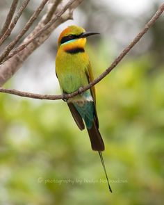 Rainbow Bee-eater svg #14, Download drawings