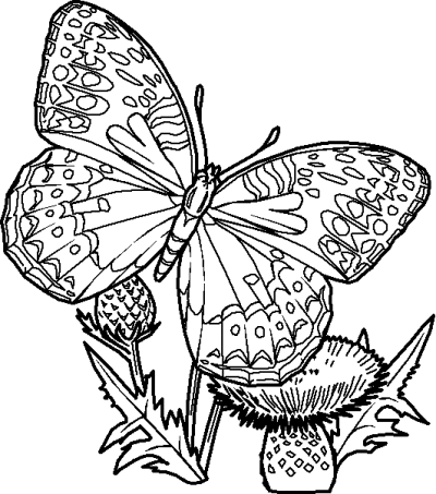 Rainbow Butterfly coloring #12, Download drawings