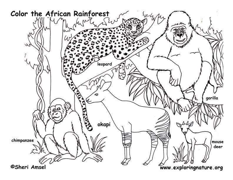 Rainforest coloring #10, Download drawings