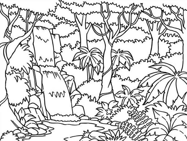Rainforest coloring #19, Download drawings