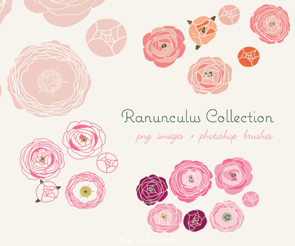 Ranuncula clipart #3, Download drawings