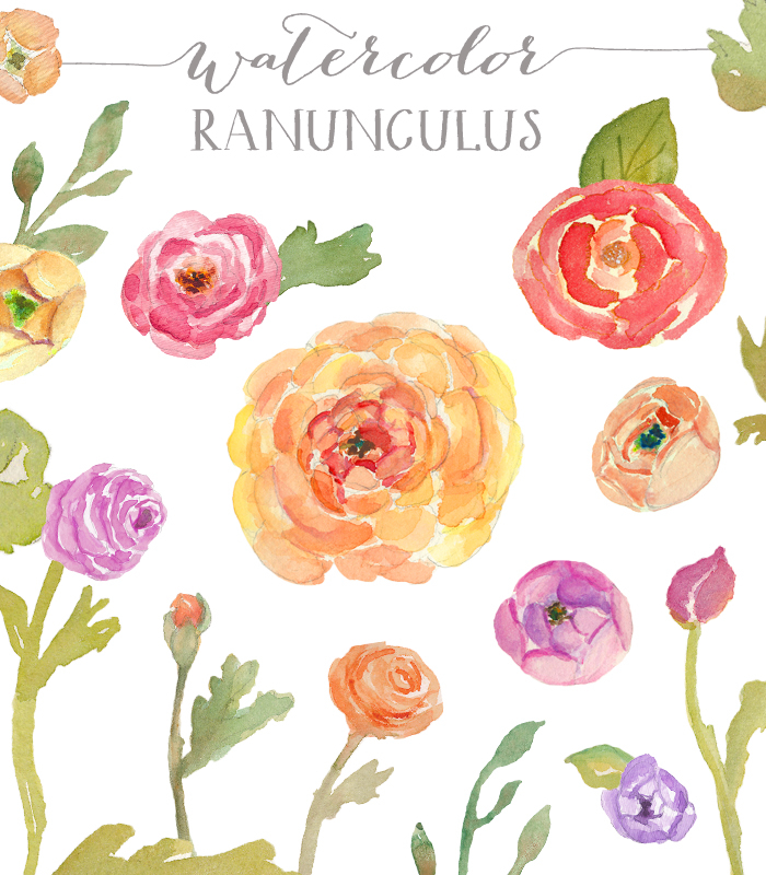Ranuncula clipart #12, Download drawings