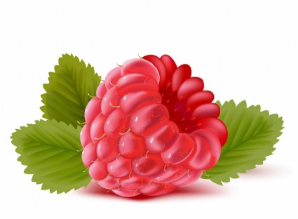 Raspberry clipart #11, Download drawings
