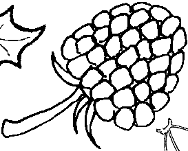 Raspberry coloring #11, Download drawings