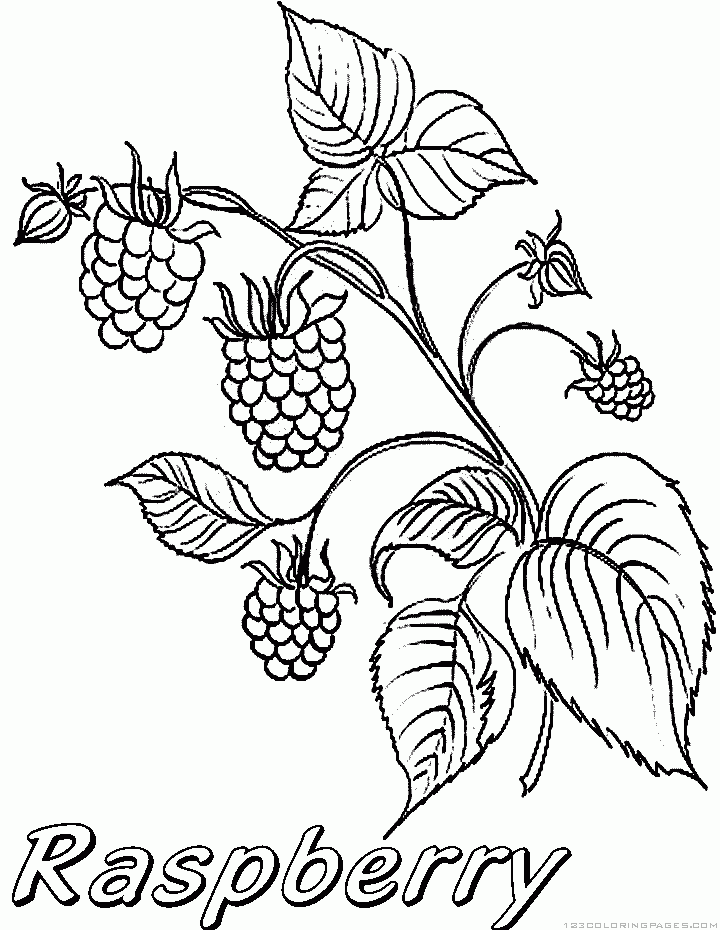 Raspberry coloring #16, Download drawings