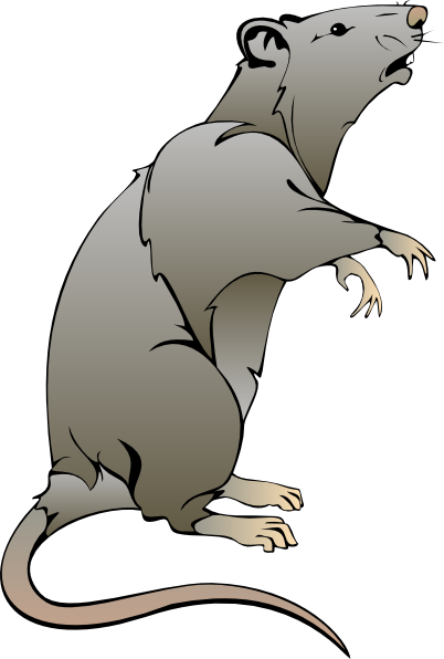Rat clipart #19, Download drawings