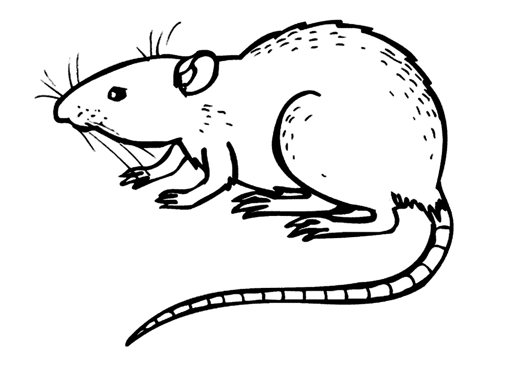 Rat coloring #20, Download drawings