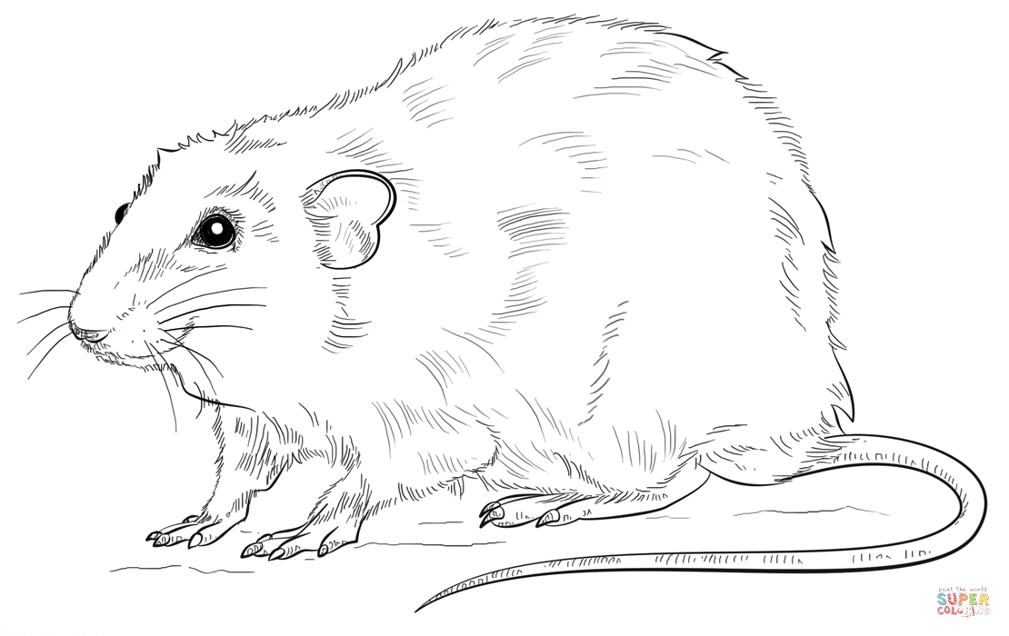 Rat coloring #9, Download drawings