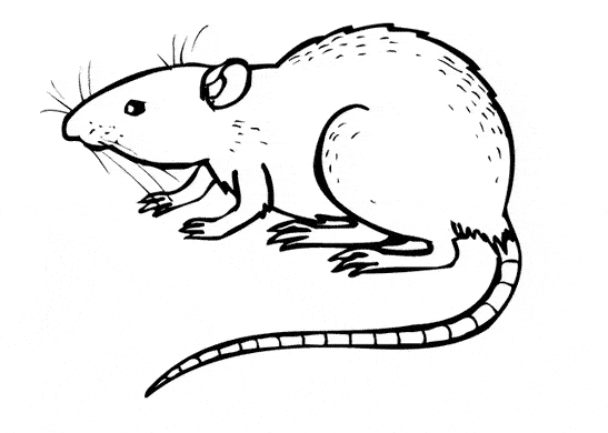 Rat coloring #14, Download drawings