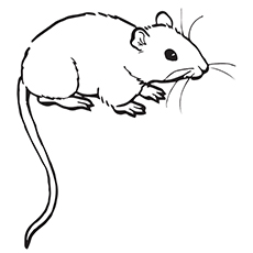 Rat coloring #16, Download drawings