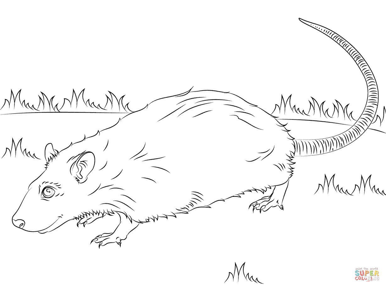 Rat coloring #2, Download drawings