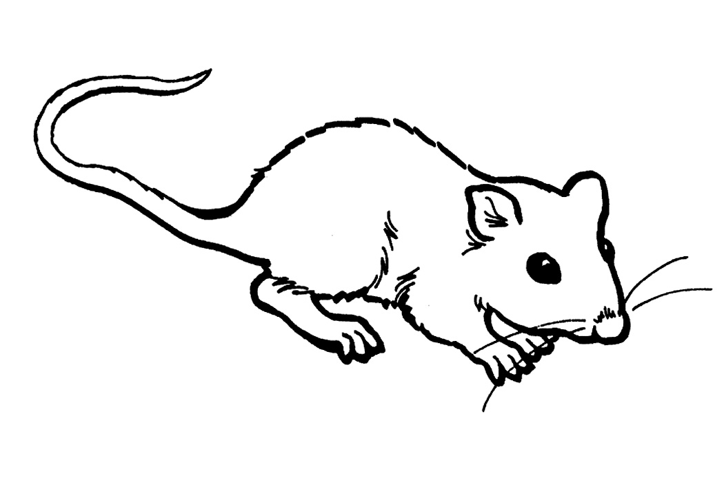 Rat coloring #18, Download drawings