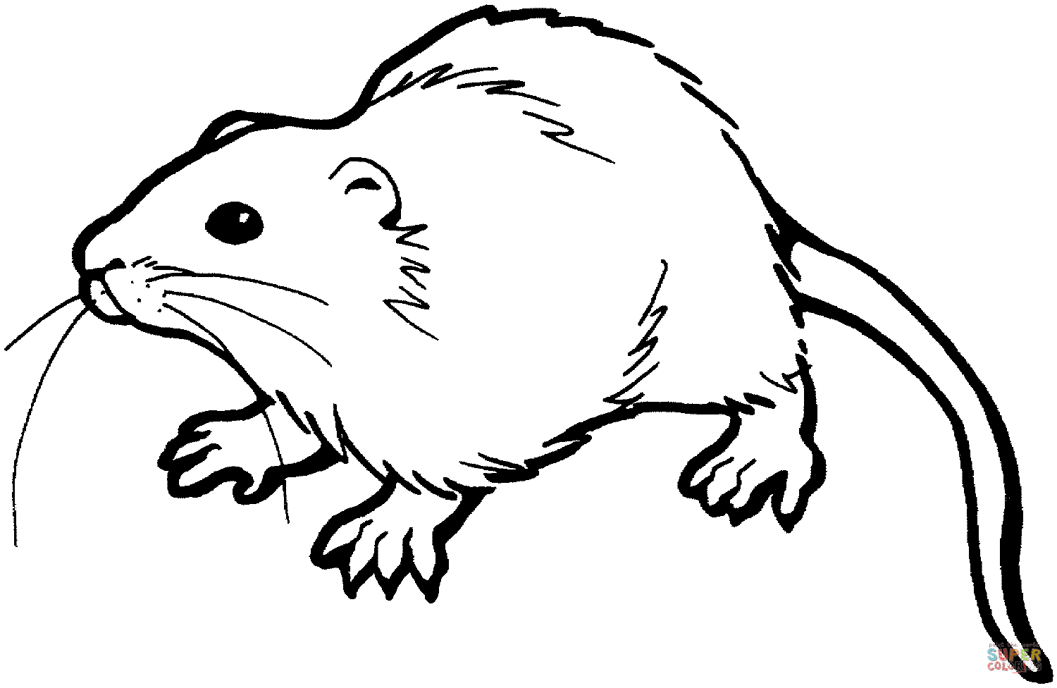 Rat coloring #17, Download drawings