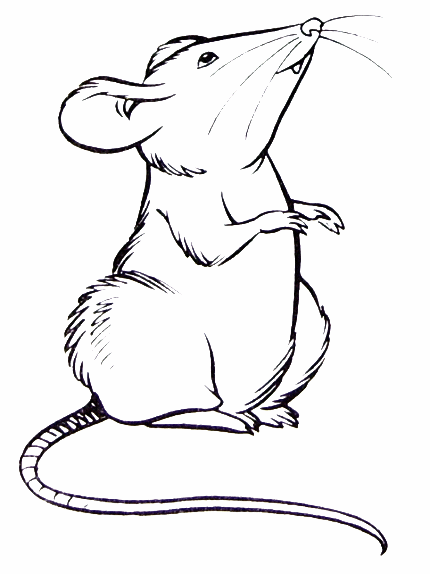 Rat coloring #13, Download drawings