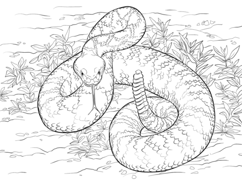 Rattlesnake coloring #5, Download drawings