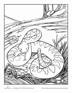 Rattlesnake coloring #10, Download drawings