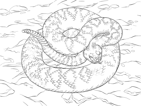 Rattlesnake coloring #7, Download drawings