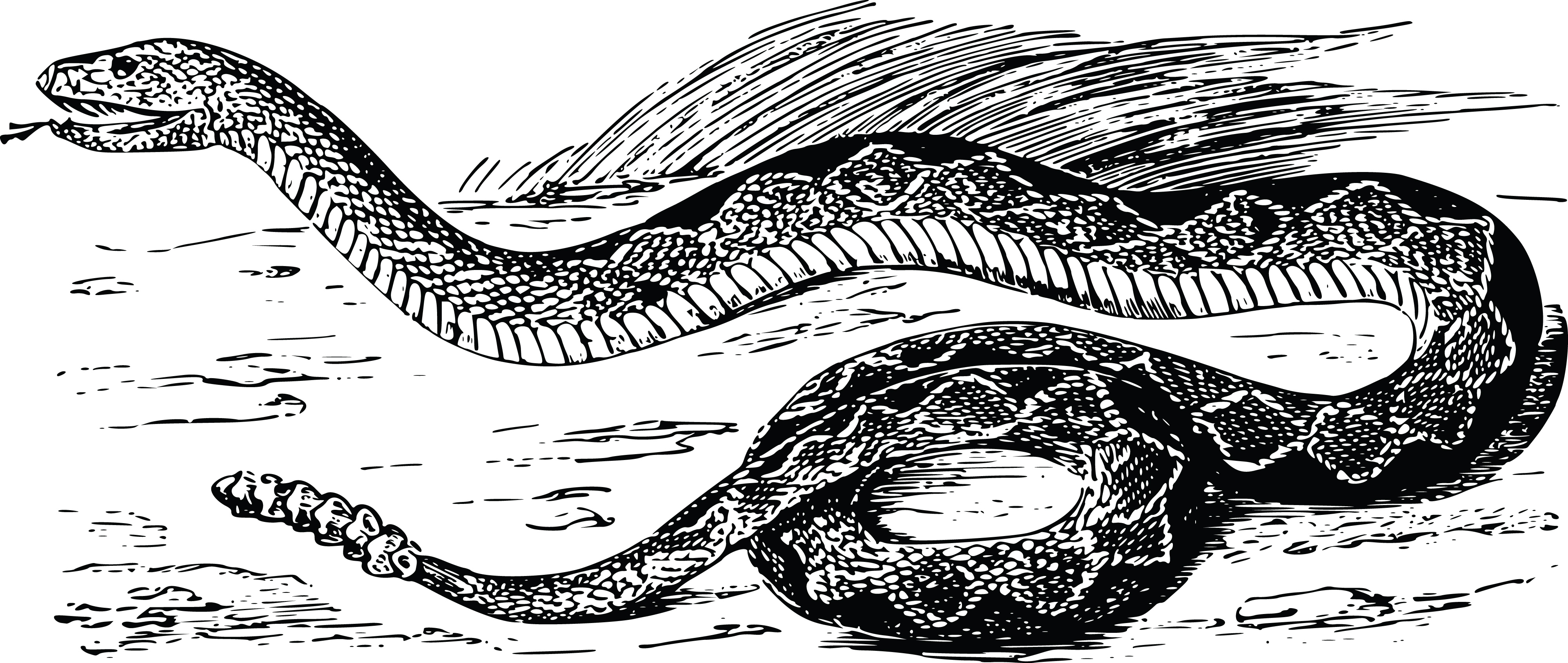 Rattlesnake svg #8, Download drawings