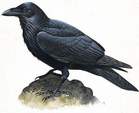 Raven clipart #6, Download drawings