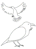 Raven coloring #18, Download drawings
