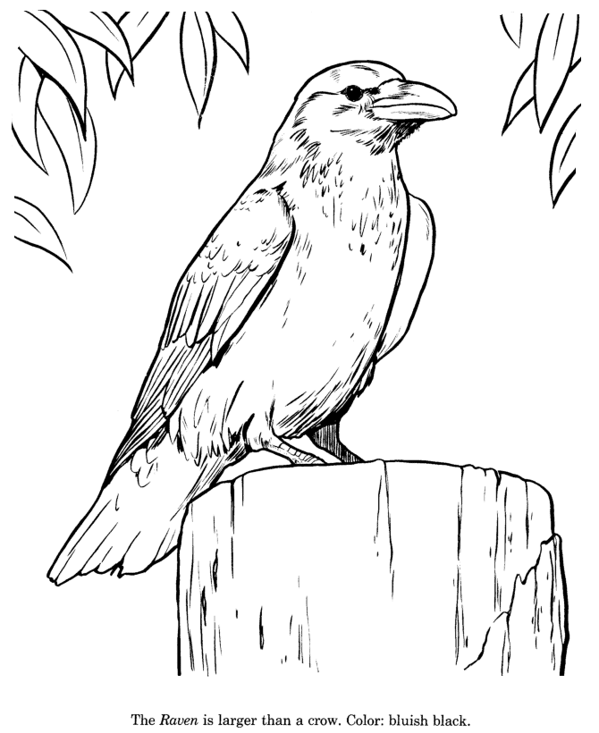 Raven coloring #19, Download drawings