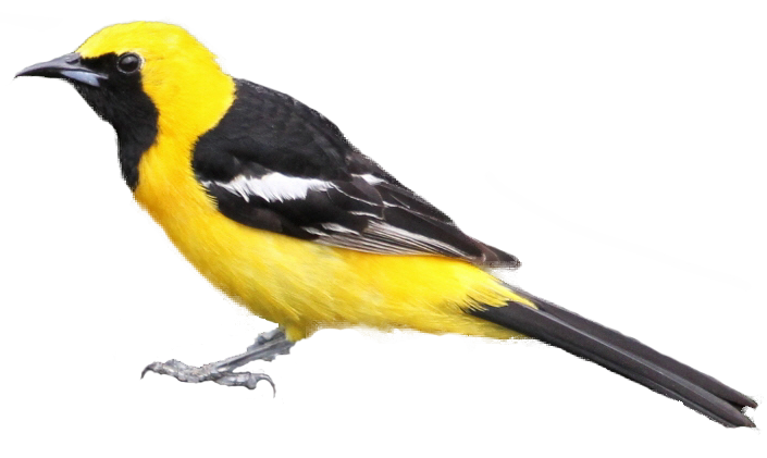 Tanager clipart #12, Download drawings