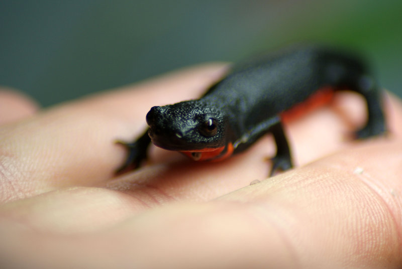 Red Bellied Newt clipart #11, Download drawings