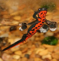 Red Bellied Newt clipart #12, Download drawings