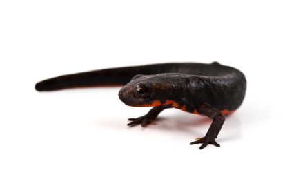 Red Bellied Newt coloring #6, Download drawings