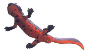 Red Bellied Newt coloring #11, Download drawings