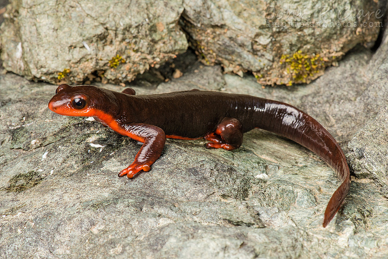 Red Bellied Newt svg #11, Download drawings